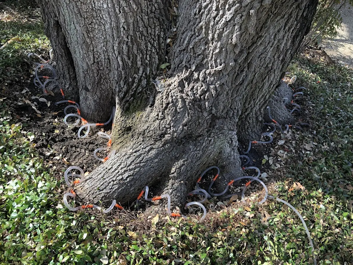 Detailed Tree Cabling and Bracing job site in Danielsville