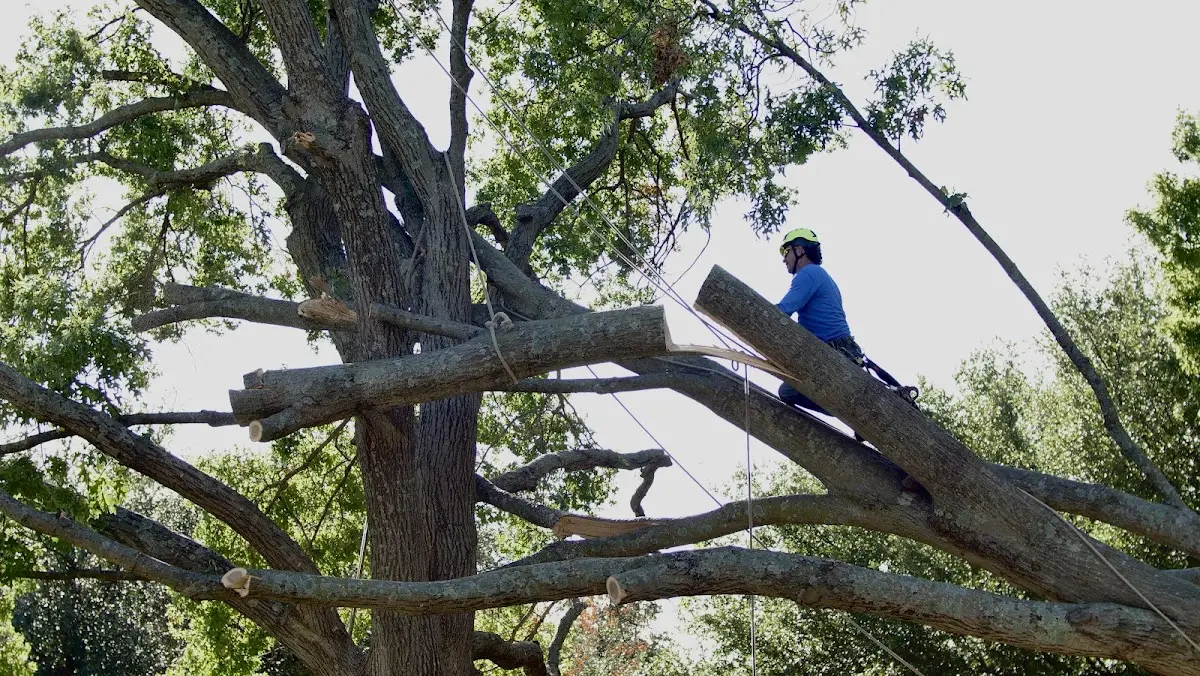 Professional Hazardous Tree Removal performed by certified arborists in Danielsville